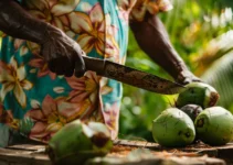 Cómo abrir un coco con machete en la República Dominicana