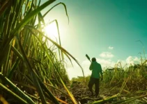 Machete para cortar caña de azúcar en República Dominicana