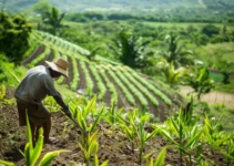 Cultivos que se benefician del uso del machete, ejemplos prácticos en la República Dominicana