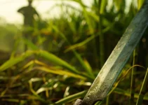 El impacto de un buen mantenimiento de machetes en la eficiencia del cultivo