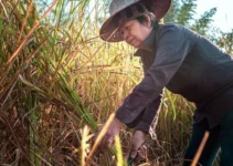 El machete adecuado para agricultores de arroz, cómo elegirlo