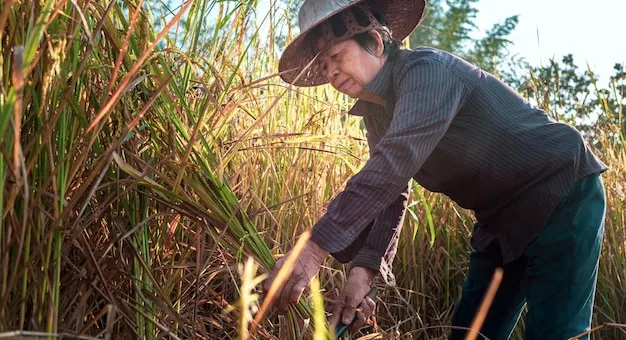 El Machete Adecuado para Agricultores de Arroz Una Guia Especifica