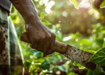 El machete en la agroforestería, herramienta esencial para la combinación de agricultura y silvicultura