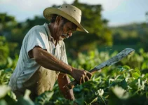 El machete y su rol en la agricultura de conservación, herramienta indispensable