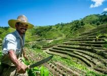 El Machete y su Rol en la Agricultura de Terrazas – Herramienta Esencial en el Campo Dominicano