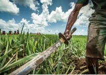 La Historia del Machete y su Evolución en la Agricultura