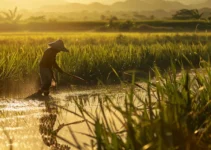 Machetes a través de los siglos, herramienta agrícola esencial en República Dominicana