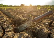 Machetes para agricultura en climas áridos, selección y características