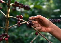 Machetes para plantaciones de café y cacao, cómo elegir el adecuado