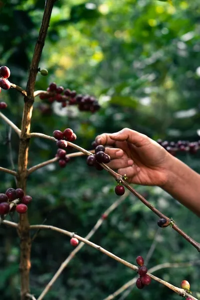 Machetes para Plantaciones de Cafe y Cacao ¿Como Acertar en la Eleccion