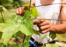 Machetes para viñedos, cómo elegir la herramienta correcta para viticultores