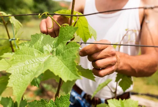 Machetes para Vinedos Seleccion de la Herramienta Adecuada para Viticultores