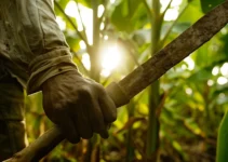 Machetes y agricultura tropical, herramientas esenciales para el manejo de cultivos