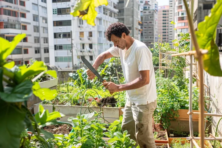 Machetes y Agricultura Urbana Usos en Espacios Reducidos