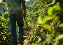 Restauración de senderos con machete, técnicas y consejos para dominicanos