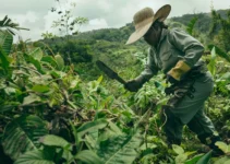 Uso del machete para controlar la maleza, técnicas efectivas