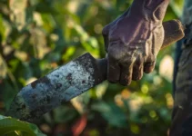 Machete perfecto para tu labor agrícola, cómo escoger el filo ideal