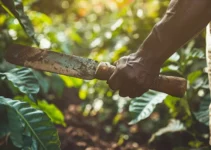 El impacto del machete en la agricultura de subsistencia y su relevancia