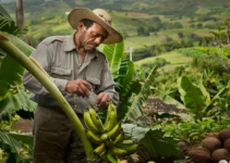 El machete, herramienta multifuncional en la agricultura tropical