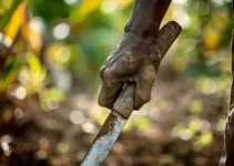 El machete como símbolo de autonomía en la agricultura familiar, una herramienta clave