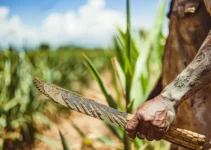 El machete en la agricultura, tradición vs tecnología moderna