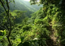 El machete en la conservación de senderos, cómo respetar la flora local