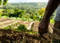 Machete en la agricultura, mantenimiento según el tipo de suelo