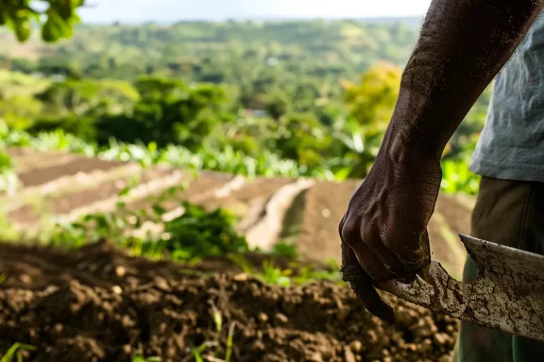 El Machete y la Agricultura Mantenimiento para Diferentes Tipos de Suelo