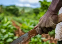 El machete y su papel en la agricultura de pequeña escala, un aliado indispensable