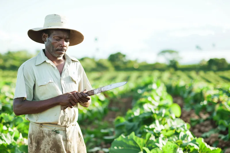 la guía del agricultor para el afilado y mantenimiento del machete ideal, consejos prácticos