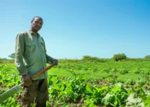 La selección del machete adecuado para la agricultura de conservación, factores determinantes