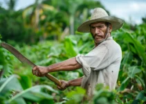 La versatilidad del machete en tareas agrícolas diversas, una herramienta esencial