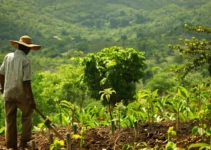 Machete y reforestación, herramientas clave en la agricultura ecológica