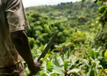 Machetes en la agroforestería, cómo elegir el adecuado para tu sistema