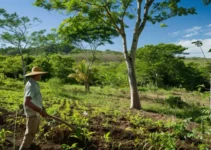 Machetes y biodiversidad, cómo preservar el hábitat agrícola en República Dominicana