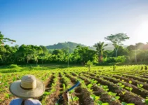 Machetes y manejo de malezas en la agricultura ecológica, técnicas efectivas