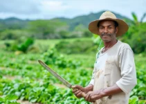 Uso del machete en la agricultura, impacto ambiental y prácticas responsables